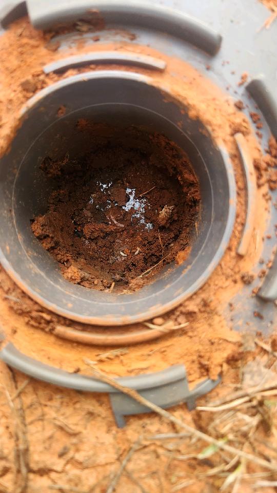 base of termite bait station after bait removed, bottom full of termites