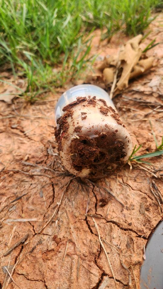 termite bait station full of termites
