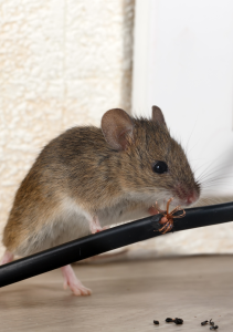 Mouse eating electrical cord in home